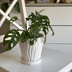 Домашние растения - фото 8