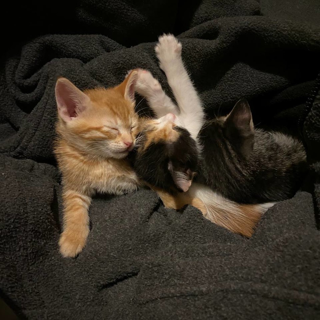 Рыжий котенок