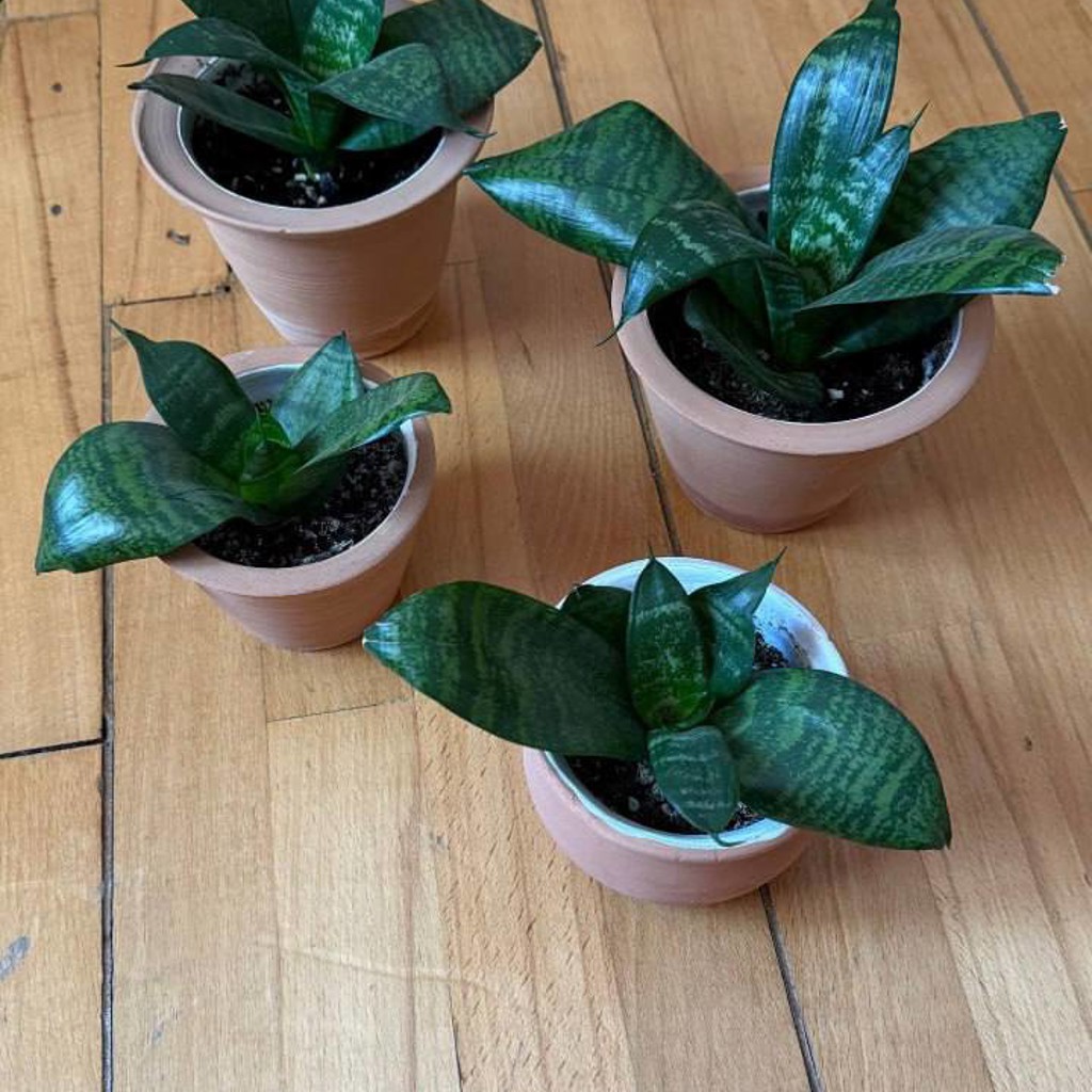 Традесканция