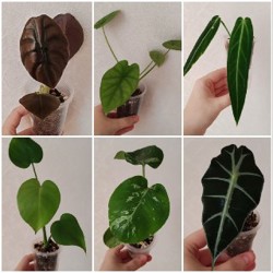 Комнатные растения - фото 5