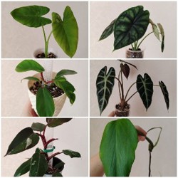 Комнатные растения - фото 6