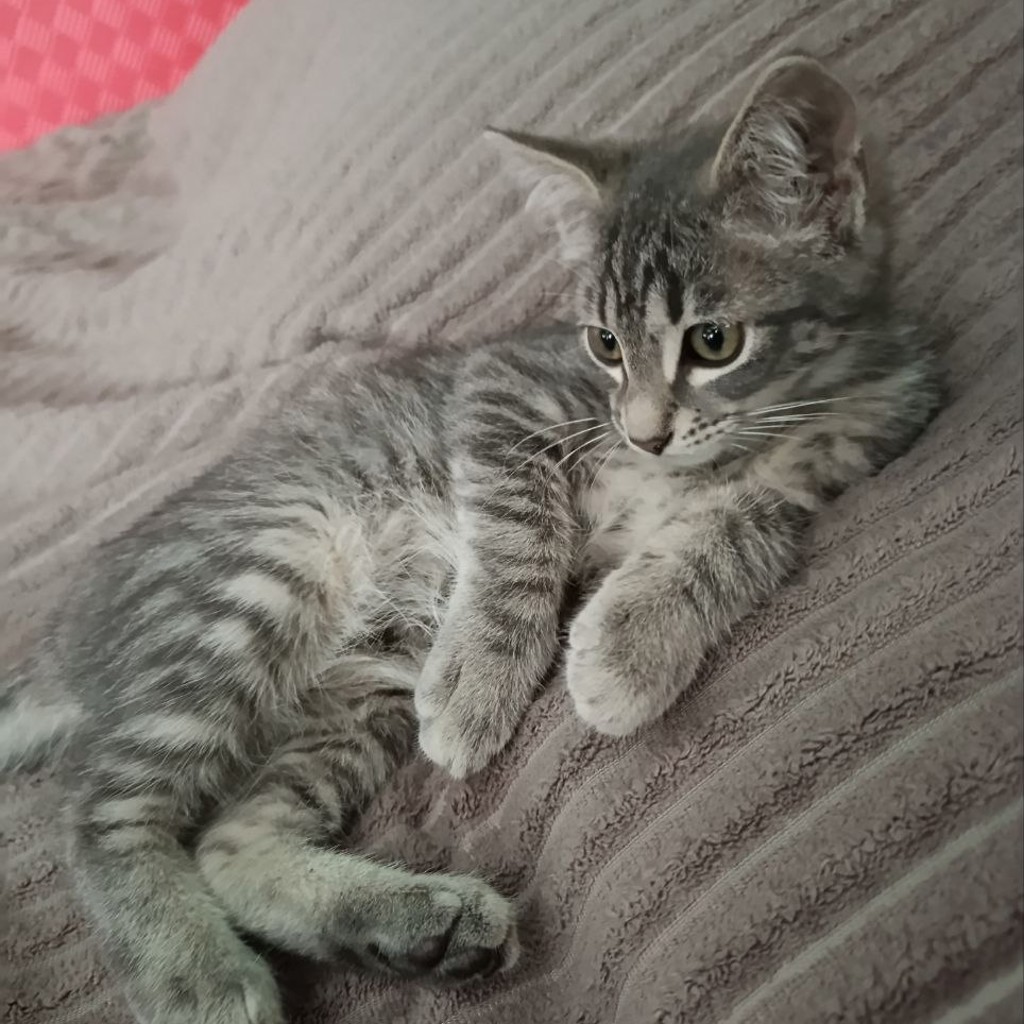 Котенок