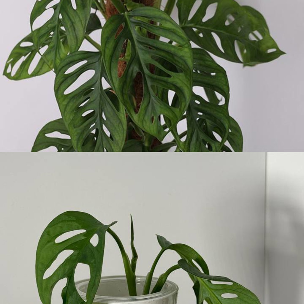 Aglaonema 'Butterfly'