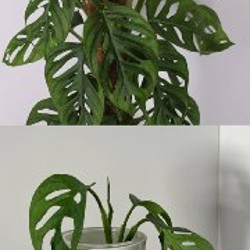 Aglaonema 'Butterfly' - фото 1