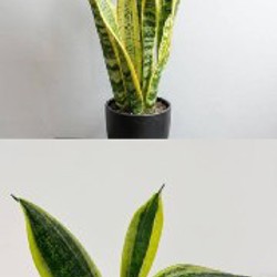 Aglaonema 'Butterfly' - фото 2