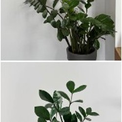 Aglaonema 'Butterfly' - фото 3