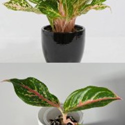 Aglaonema 'Butterfly' - фото 4