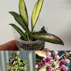 Aglaonema 'Butterfly' - фото 5