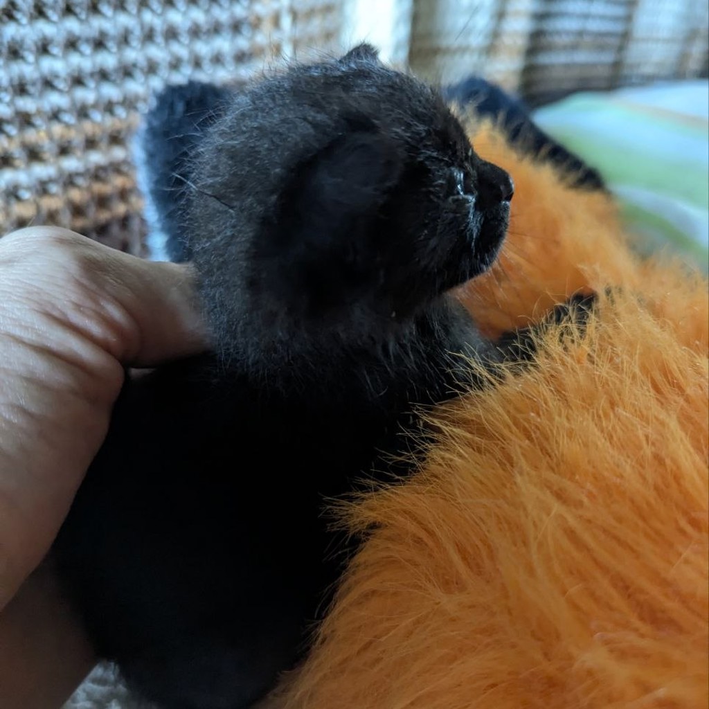 Котенок