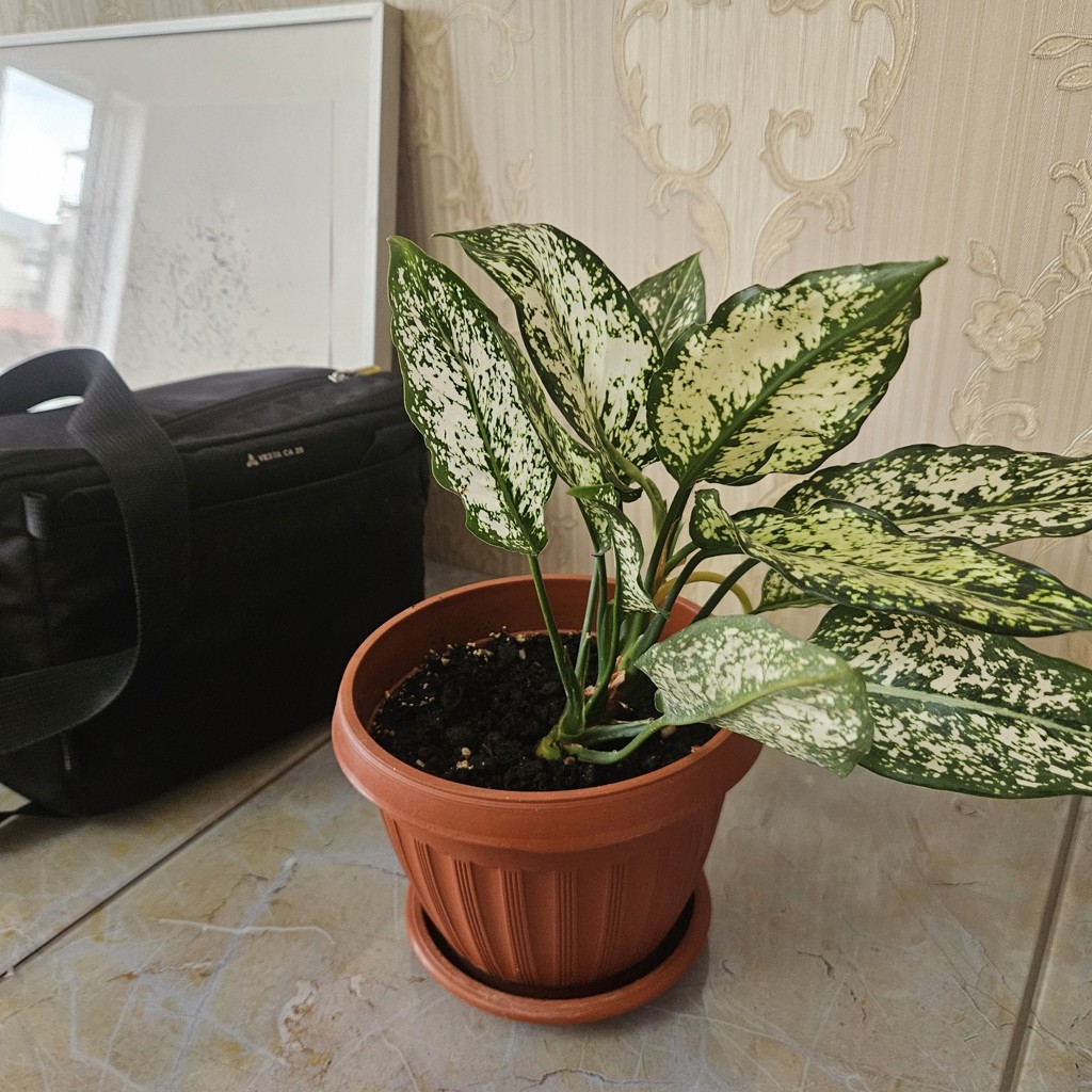 Цветок с горшком Aglaonema