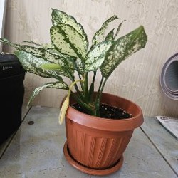 Цветок с горшком Aglaonema - фото 2