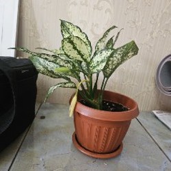 Цветок с горшком Aglaonema - фото 3