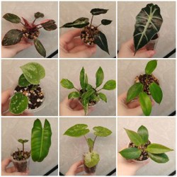 Комнатные растения - фото 5