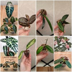 Комнатные растения - фото 6