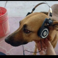 Наушники Koss Porta Pro - фото 3