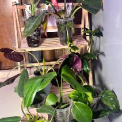 Anthurium Pentaphyllum - фото 1
