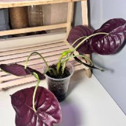 Anthurium Pentaphyllum - фото 2