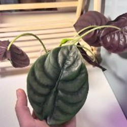 Anthurium Pentaphyllum - фото 3