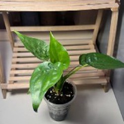 Anthurium Pentaphyllum - фото 4
