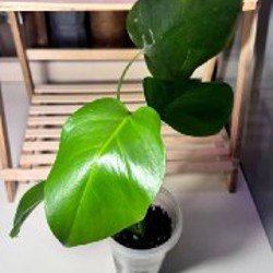 Anthurium Pentaphyllum - фото 5
