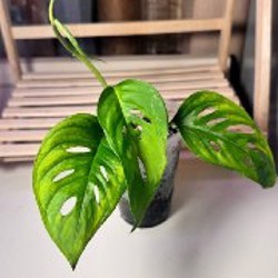 Anthurium Pentaphyllum - фото 6