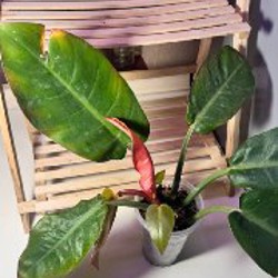 Anthurium Pentaphyllum - фото 7