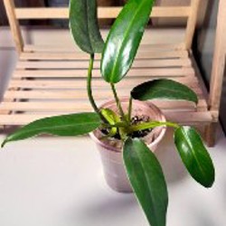 Anthurium Pentaphyllum - фото 8