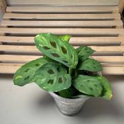 Anthurium Pentaphyllum - фото 9