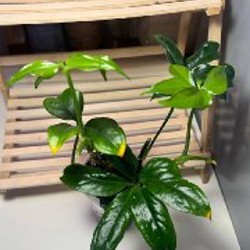 Anthurium Pentaphyllum - фото 10