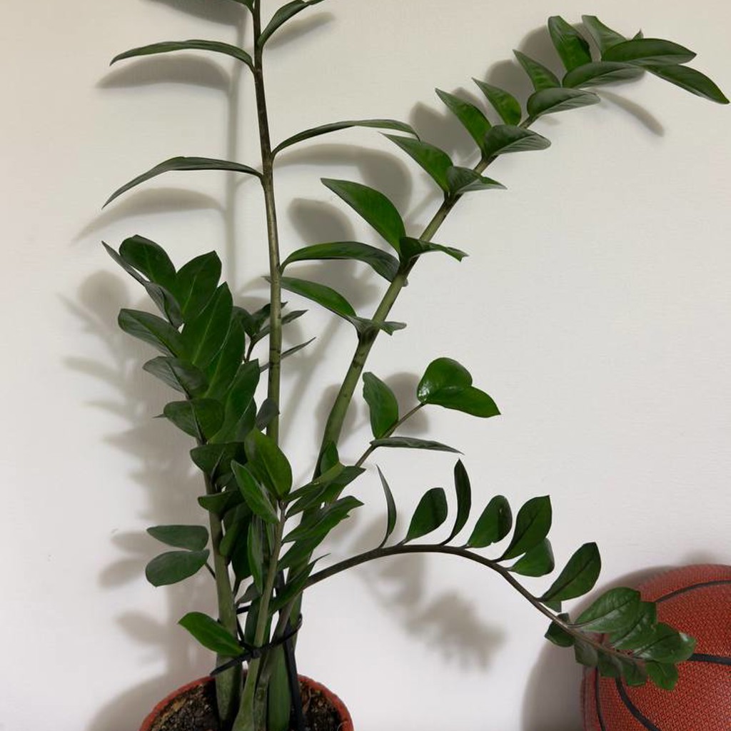 Замиокулькас (ZZ Plant)