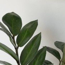 Замиокулькас (ZZ Plant) - фото 2