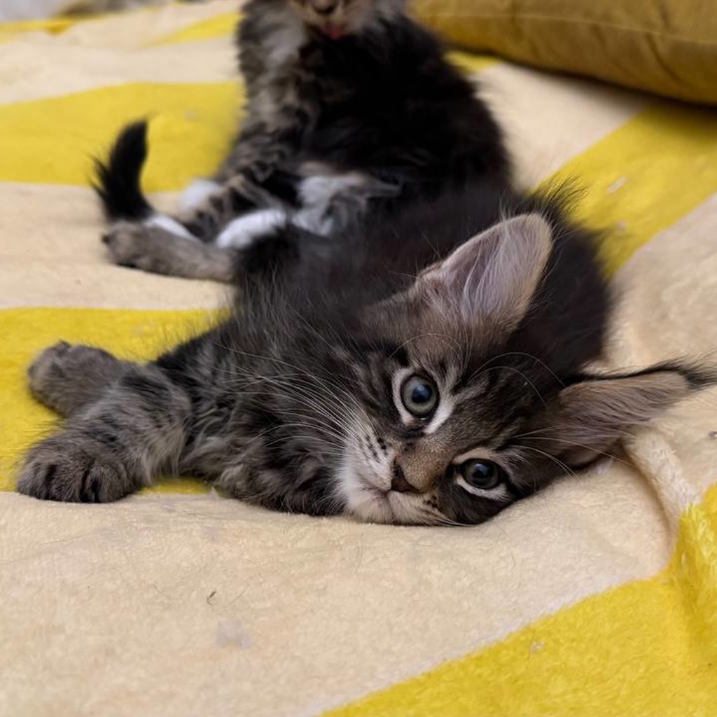 Котенок мейн-кун