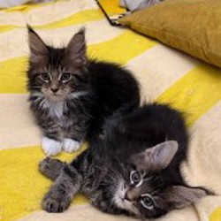 Котенок мейн-кун - фото 2