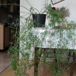 Аспарагус Шпренгера - фото 1