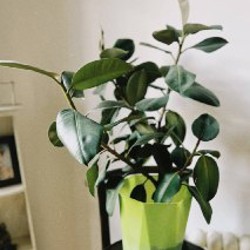 Фикус - фото 2