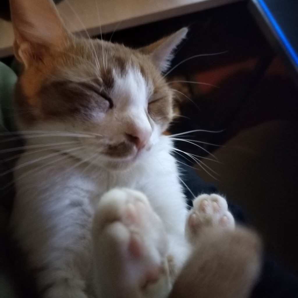 Кошка