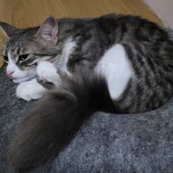 Кошка Белка - фото 3