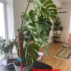 Цветы - фото 3