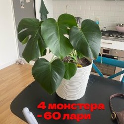 Цветы - фото 5