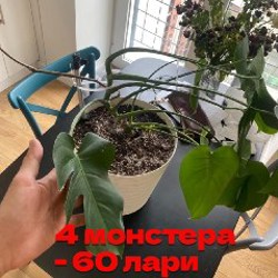 Цветы - фото 6