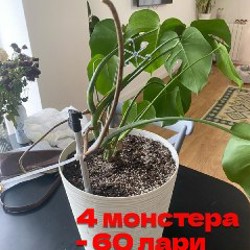 Цветы - фото 7