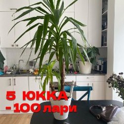Цветы - фото 8
