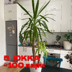Цветы - фото 9