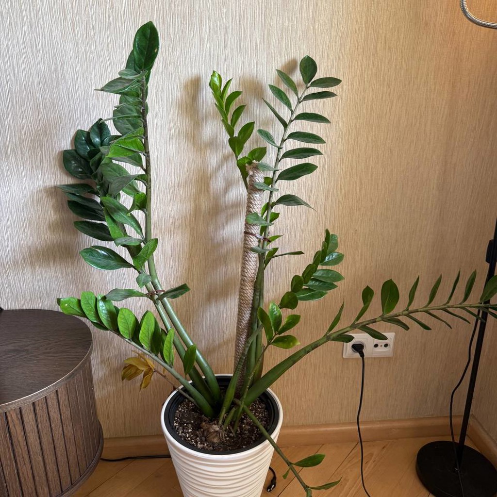 Замиакулькус
