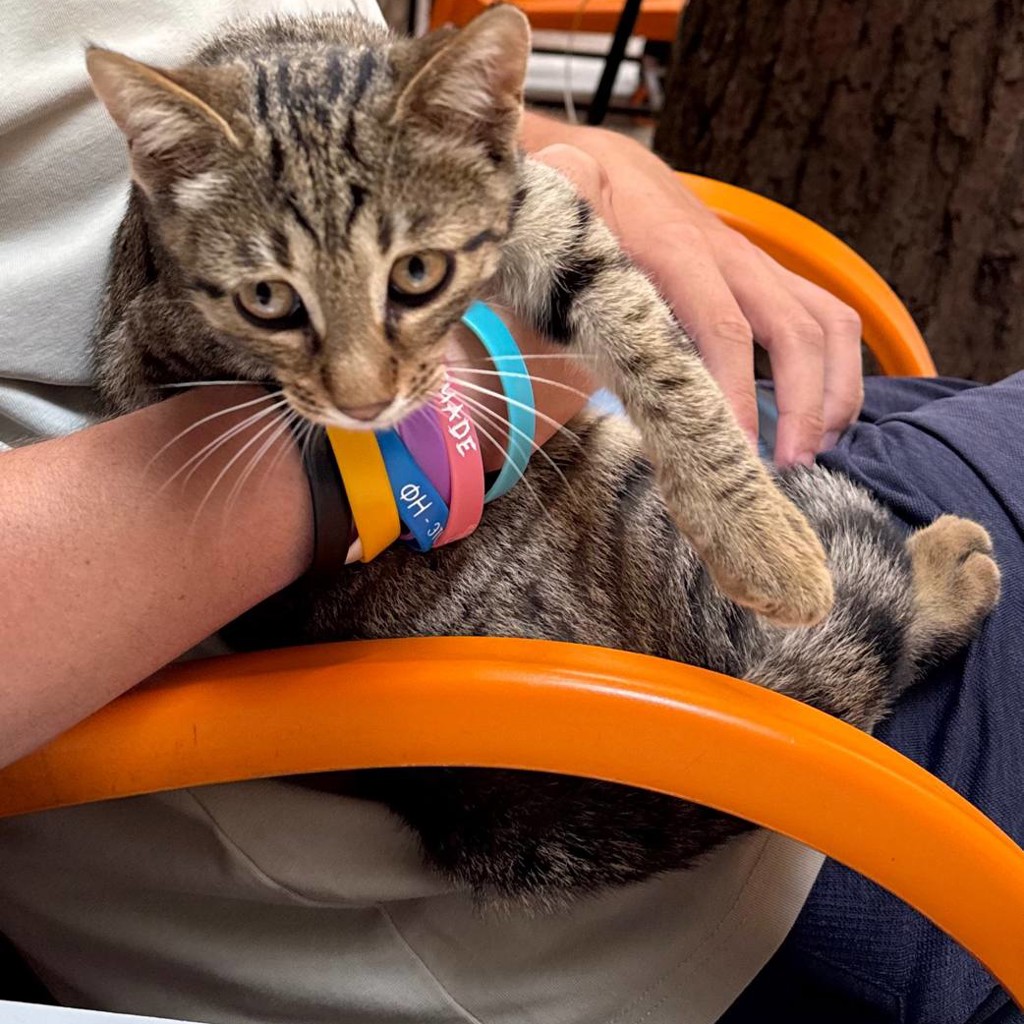 Котенок