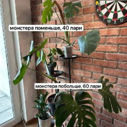 Цветы - фото 2