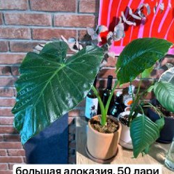 Цветы - фото 3