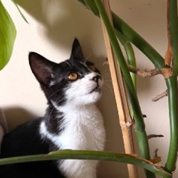 Кошечка Звёздочка - фото 4