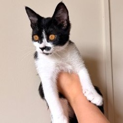 Кошечка Звёздочка - фото 5