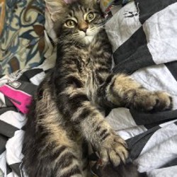 Котенок мейн-кун - фото 2
